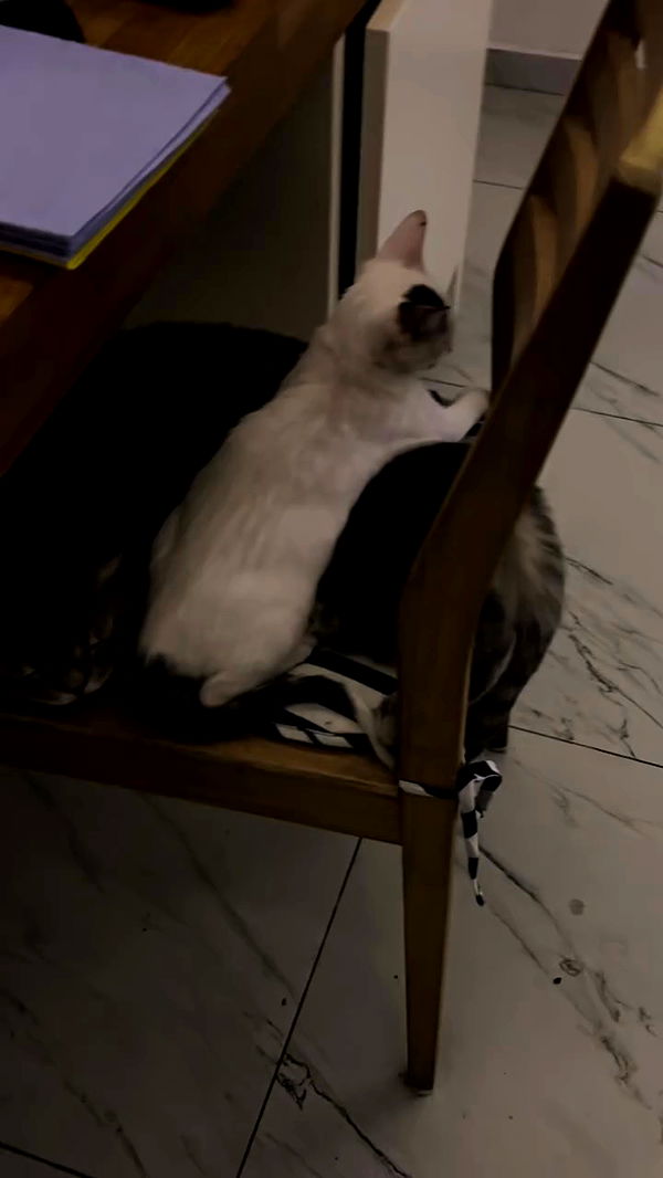 natalllluli archive video preview