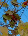 catherine__roze Altpins Profile Picture
