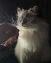 protheme Altpins Profile Picture
