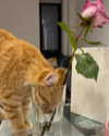 ivy.owowo Altpins Profile Picture