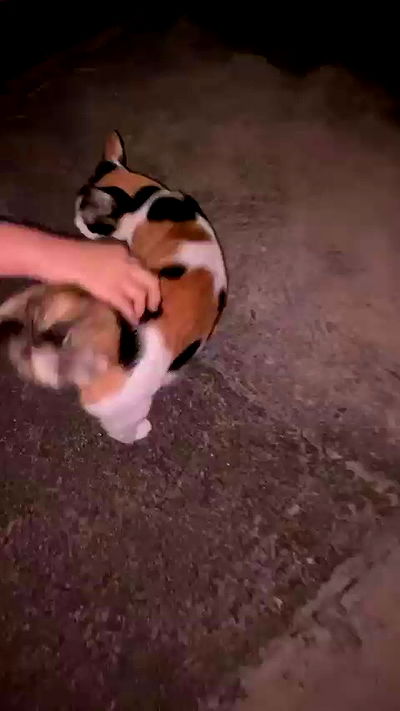 oqr0_ oqr0_ archive video