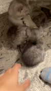 noy.razz Altpins Profile Picture