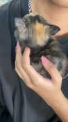 iljfgigi Altpins Profile Picture