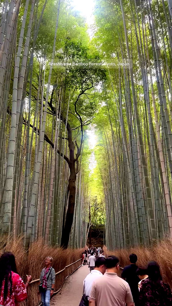 noa_mendel_ archive video preview