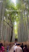 noa_mendel_ Altpins Profile Picture