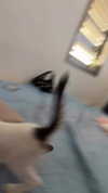 libbyberkovich Altpins Profile Picture