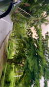 noa_mendel_ Altpins Profile Picture