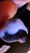la.vica_ Altpins Profile Picture