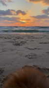 diana_tal_ Altpins Profile Picture