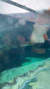 shelly_roberin Altpins Profile Picture