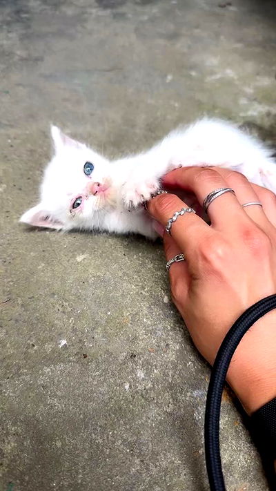 kesemgreenyer kesemgreenyer archive video