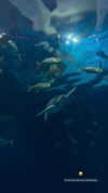 topaz_bn Altpins Profile Picture
