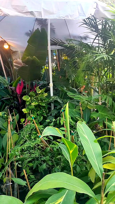 1justsabi 1justsabi archive video