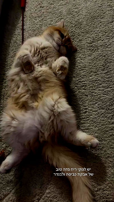 itsilanosh itsilanosh archive video