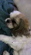 topaz_bn Altpins Profile Picture