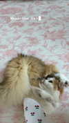 pockycatt Altpins Profile Picture