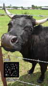 emmiencollins Altpins Profile Picture