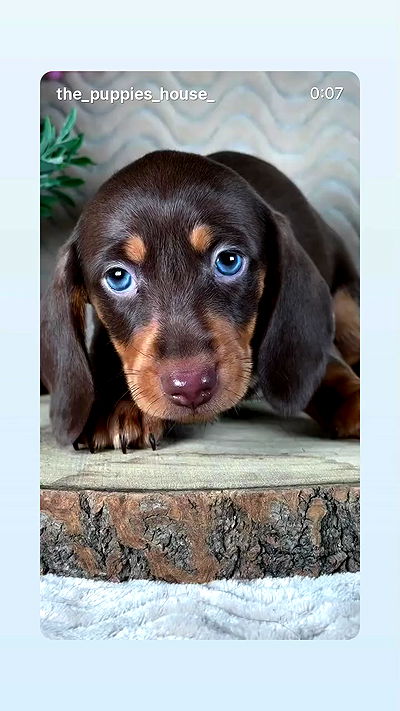 _._dianush._ _._dianush._ archive video