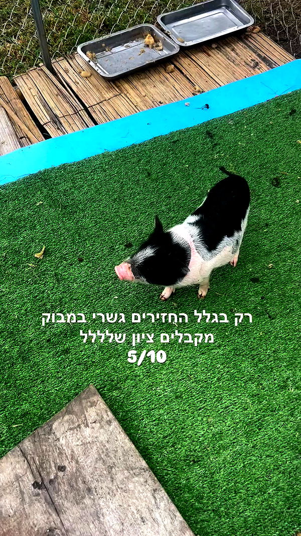 lior_lotati archive video preview