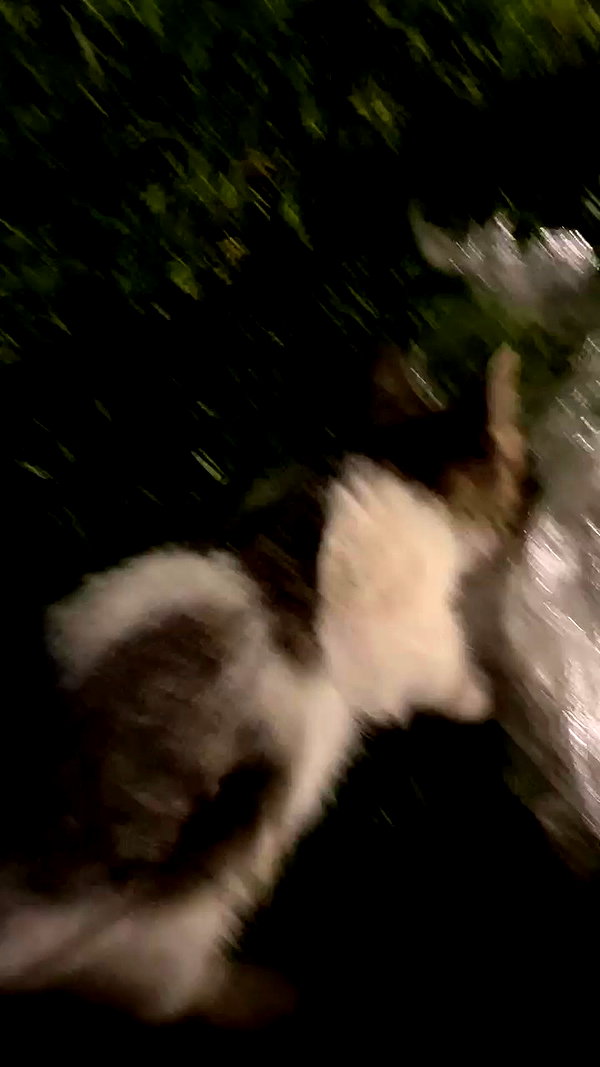nikolgolovatzky archive video preview