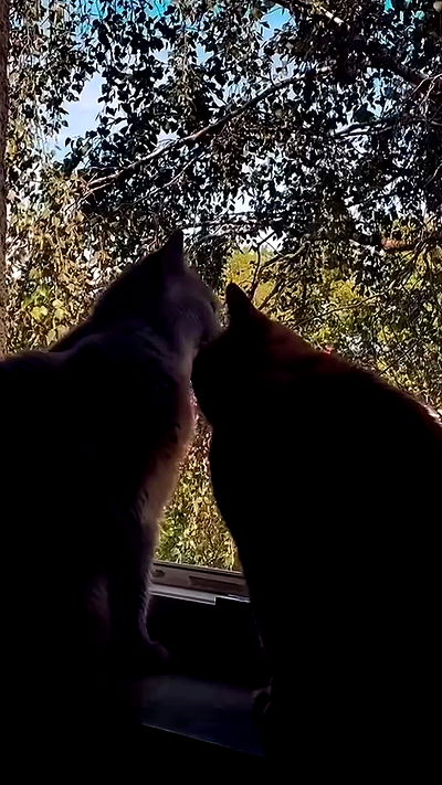 yoo.mon yoo.mon archive video