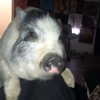 novahnovielli Altpins Profile Picture