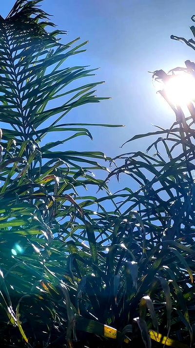 quarterjade quarterjade archive video