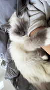 protheme Altpins Profile Picture