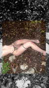 jessysiner Altpins Profile Picture