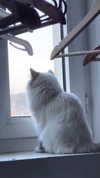 protheme Altpins Profile Picture