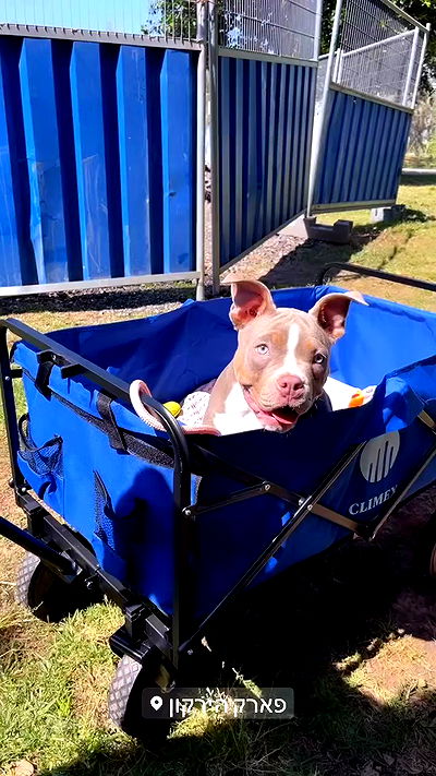 kesemgreenyer kesemgreenyer archive video