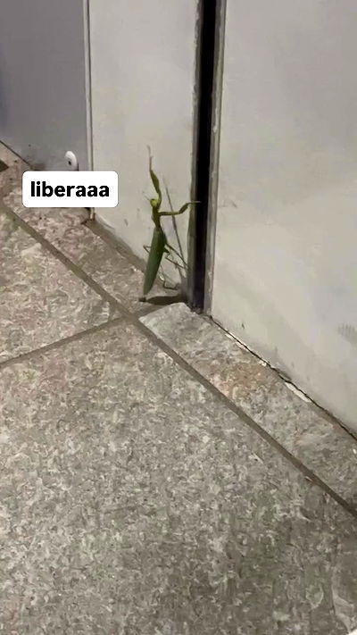 kasumi_sen kasumi_sen archive video