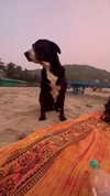 liiuuar Altpins Profile Picture