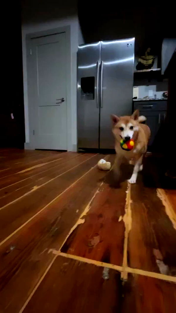 zommmbri archive video preview