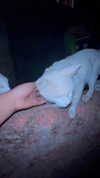 liiuuar Altpins Profile Picture