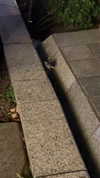 amibp_ Altpins Profile Picture