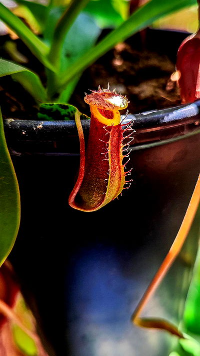 1justsabi 1justsabi archive video