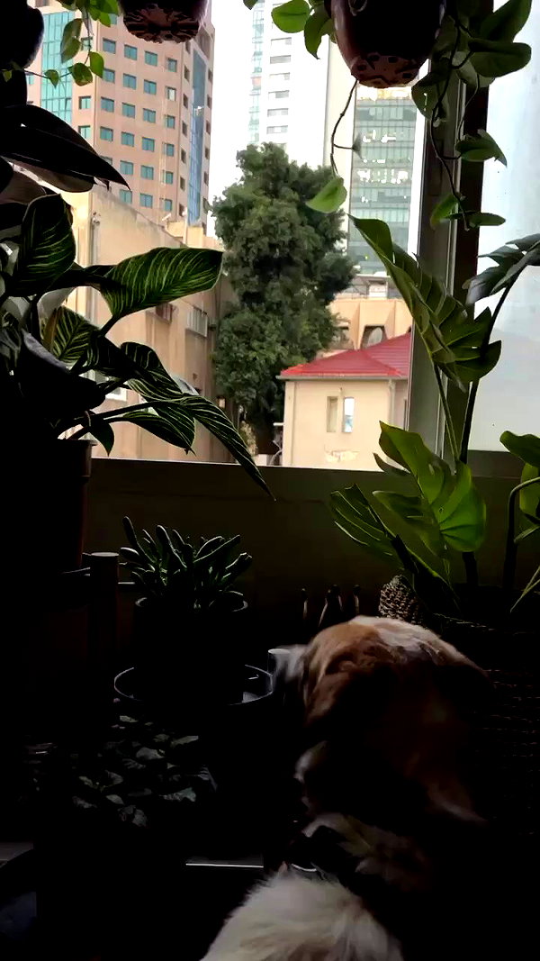 edin.karyn archive video preview
