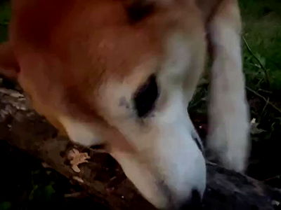 zommmbri zommmbri archive video