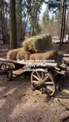 alice_delish Altpins Profile Picture