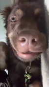 serenaasums Altpins Profile Picture