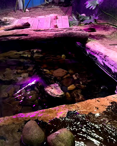 _animechika_ _animechika_ archive video