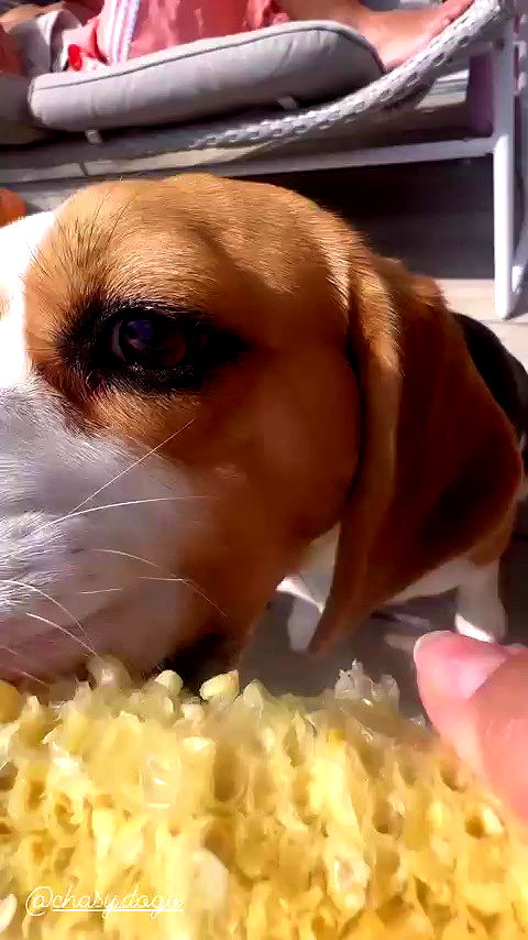 emily.otaku archive video preview