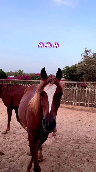 alice.skym alice.skym archive video