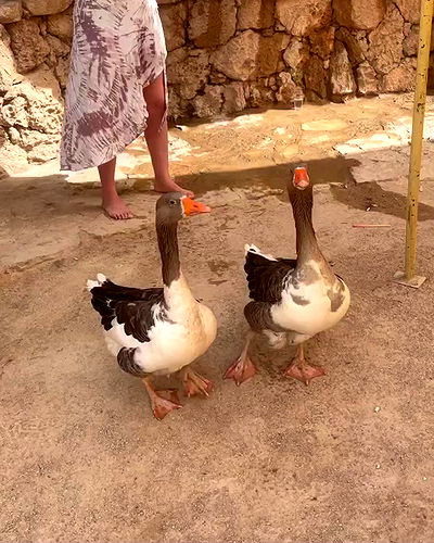 alice.skym alice.skym archive video