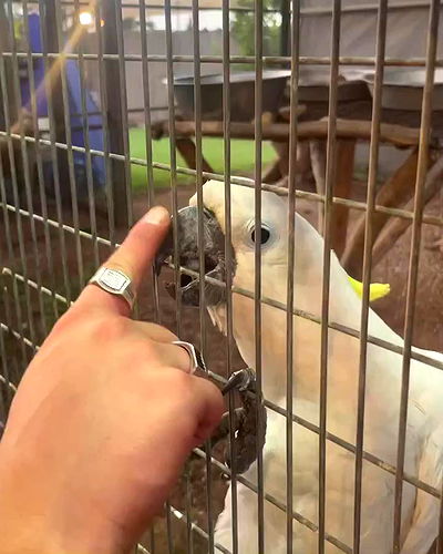 alice.skym alice.skym archive video