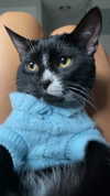 sydney_melman Altpins Profile Picture