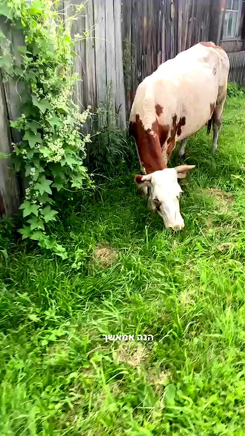 zlata_shipulin archive video preview