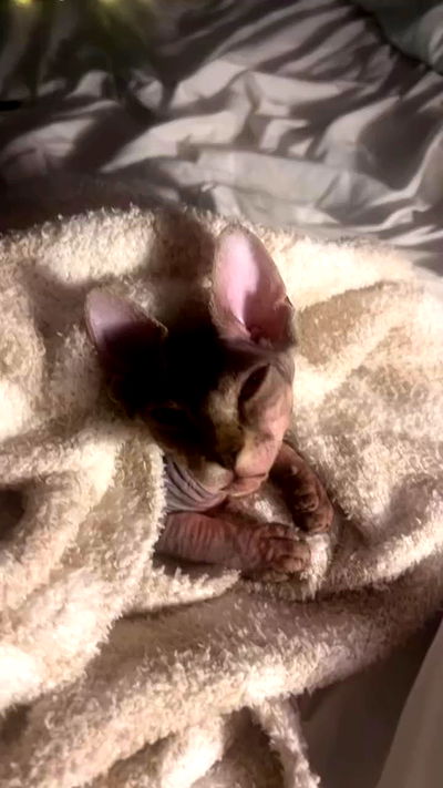 zommmbri zommmbri archive video