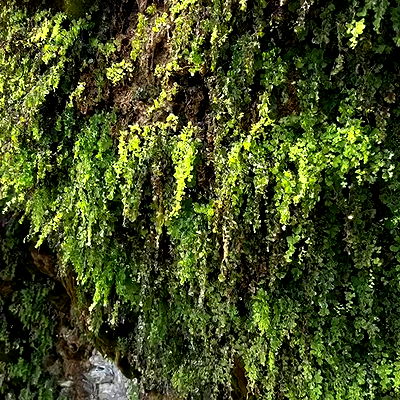 djami.lyalya djami.lyalya archive video